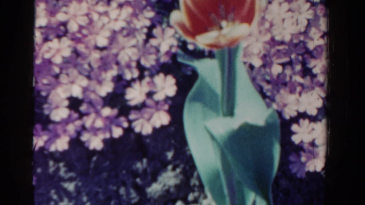 1958 Ontario home-movie still with a red tulip and green stem set against clusters of small purple and white blossoms.