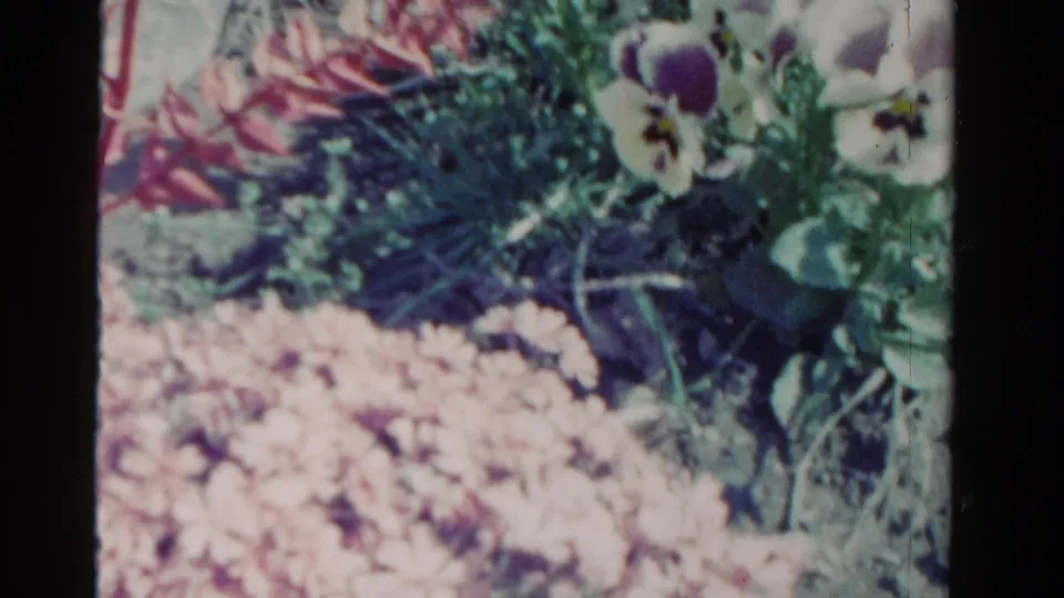 1958 Ontario 8mm frame showing mixed garden flowers, leafy stems, and pale blossoms after a handheld shift in framing.