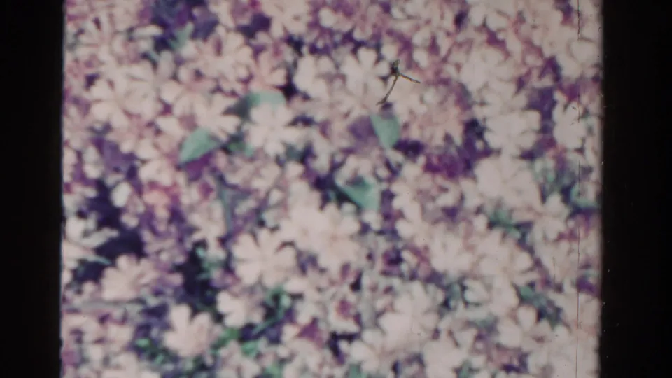 1958 Ontario home-movie still showing a dense, soft-focus patch of small pale purple flowers and green foliage.