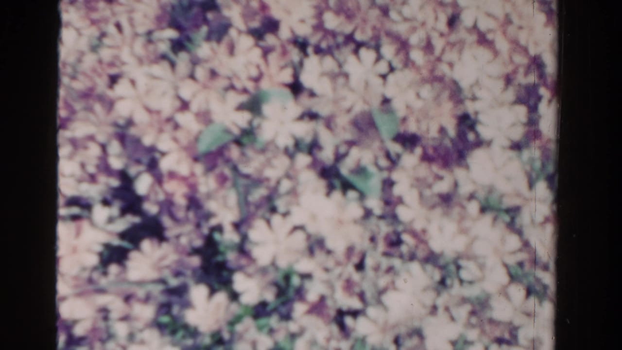 Soft close view of pale flowers and green leaves in a garden bed.