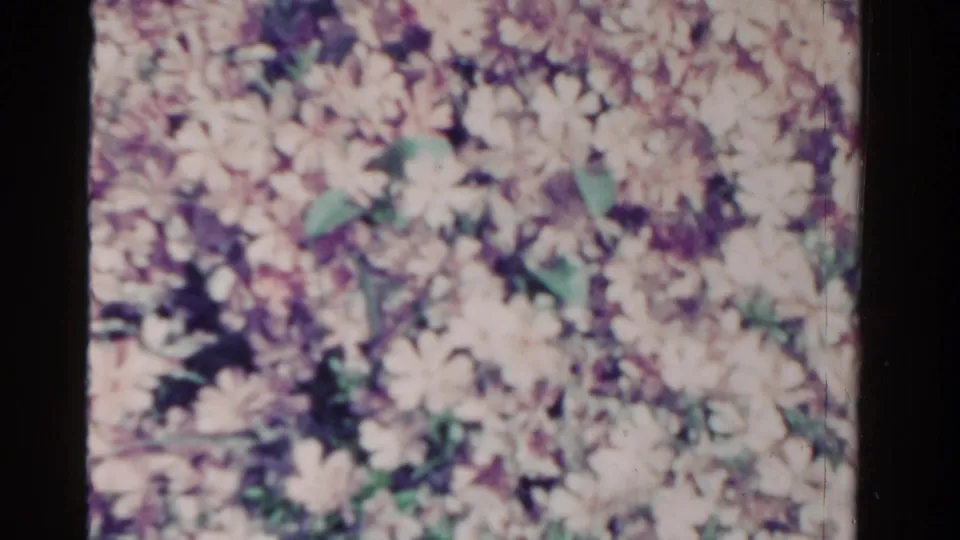 1958 Ontario home-movie frame showing a soft, close view of pale pink and white garden flowers with green leaves.