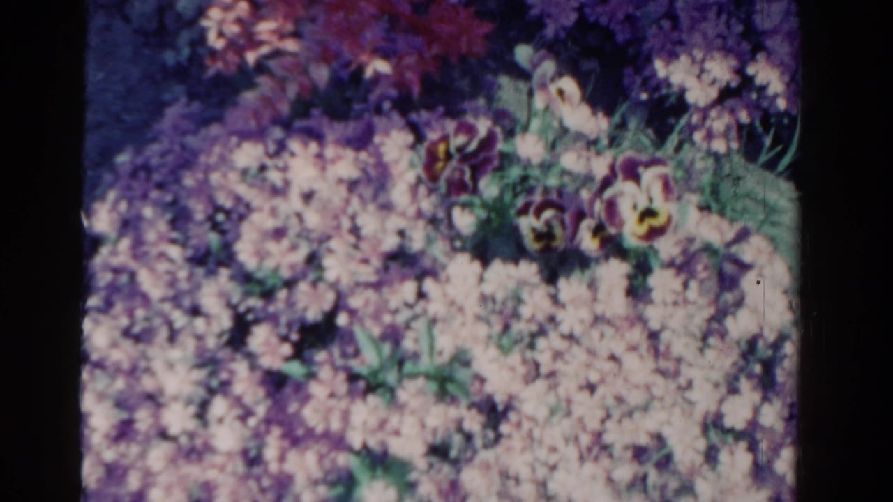 Flower bed with pale blossoms and darker purple flowers near the upper right.