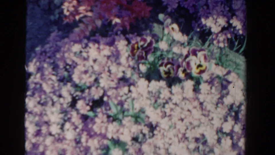 1958 Ontario garden frame with pale clustered blossoms, darker purple flowers, green leaves, and visible 8mm film borders.