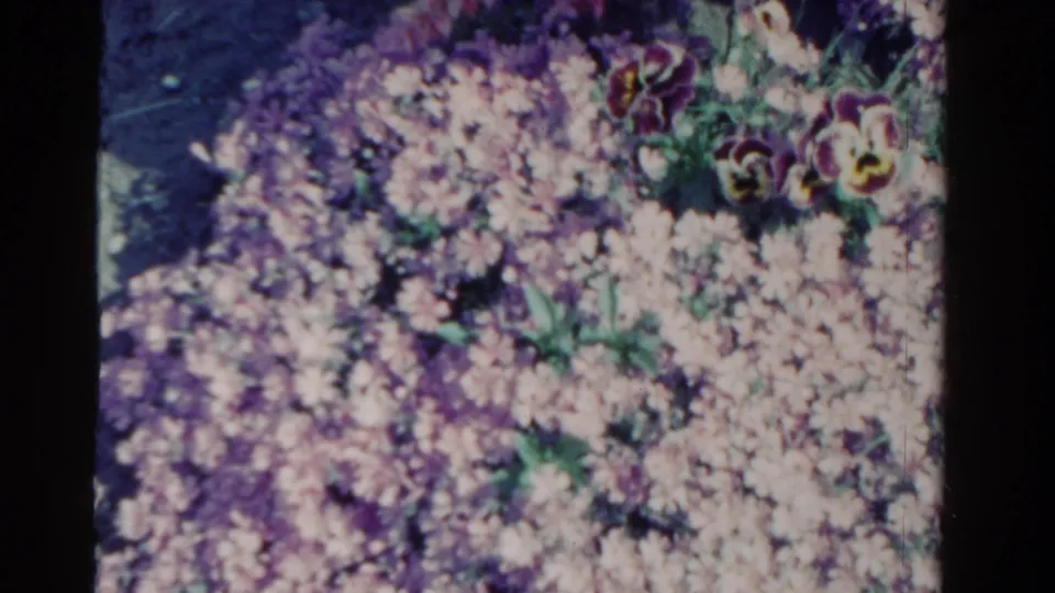 1958 Ontario home-movie frame showing a dense garden bed with pale blossoms, purple flowers, green foliage, and dark soil.