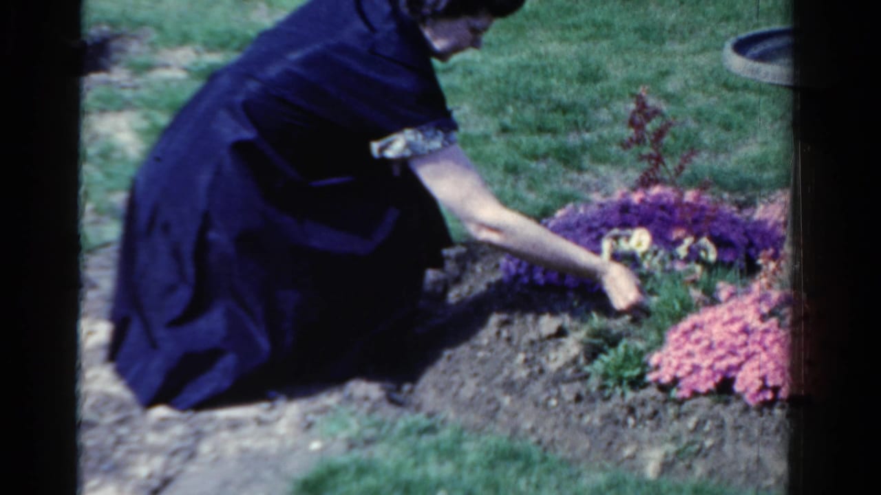 An adult woman in a dark purple dress kneels on grass in a 1958 Ontario garden, tending plants near pink and purple flowers.