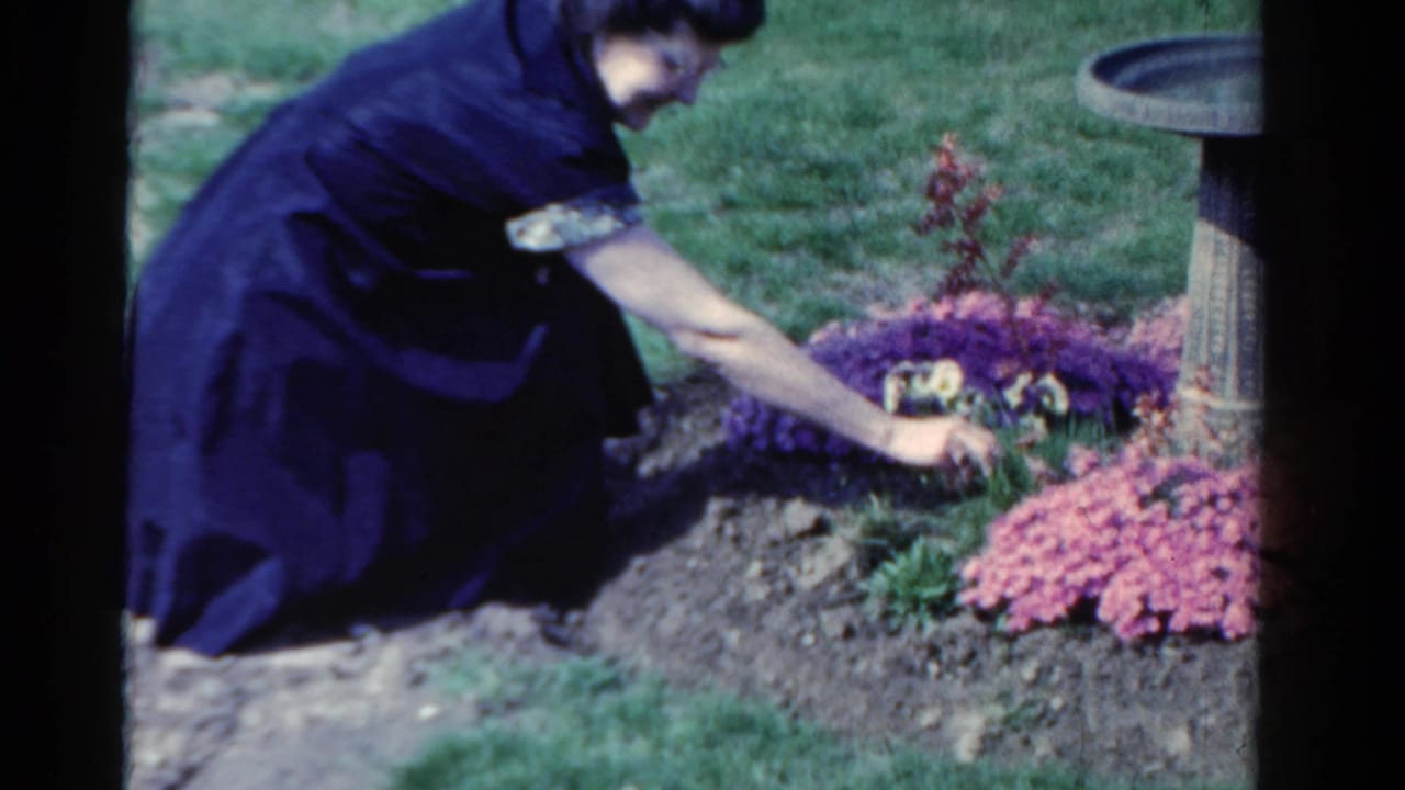 In 1958 Ontario home-movie footage, a woman kneels in a garden bed, reaching toward pink and purple flowers near a stone marker.