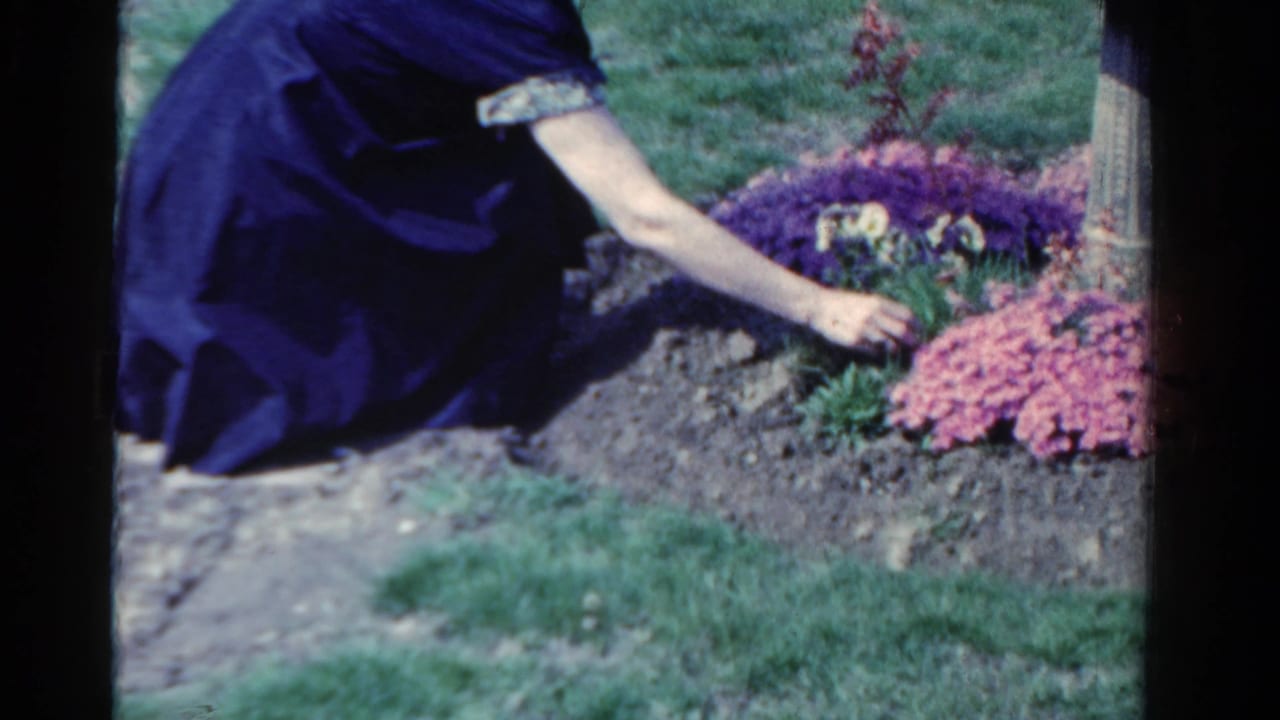 In 1958 Ontario home-movie footage, a woman in a dark dress reaches toward flowers growing from a mound of soil near a lawn.
