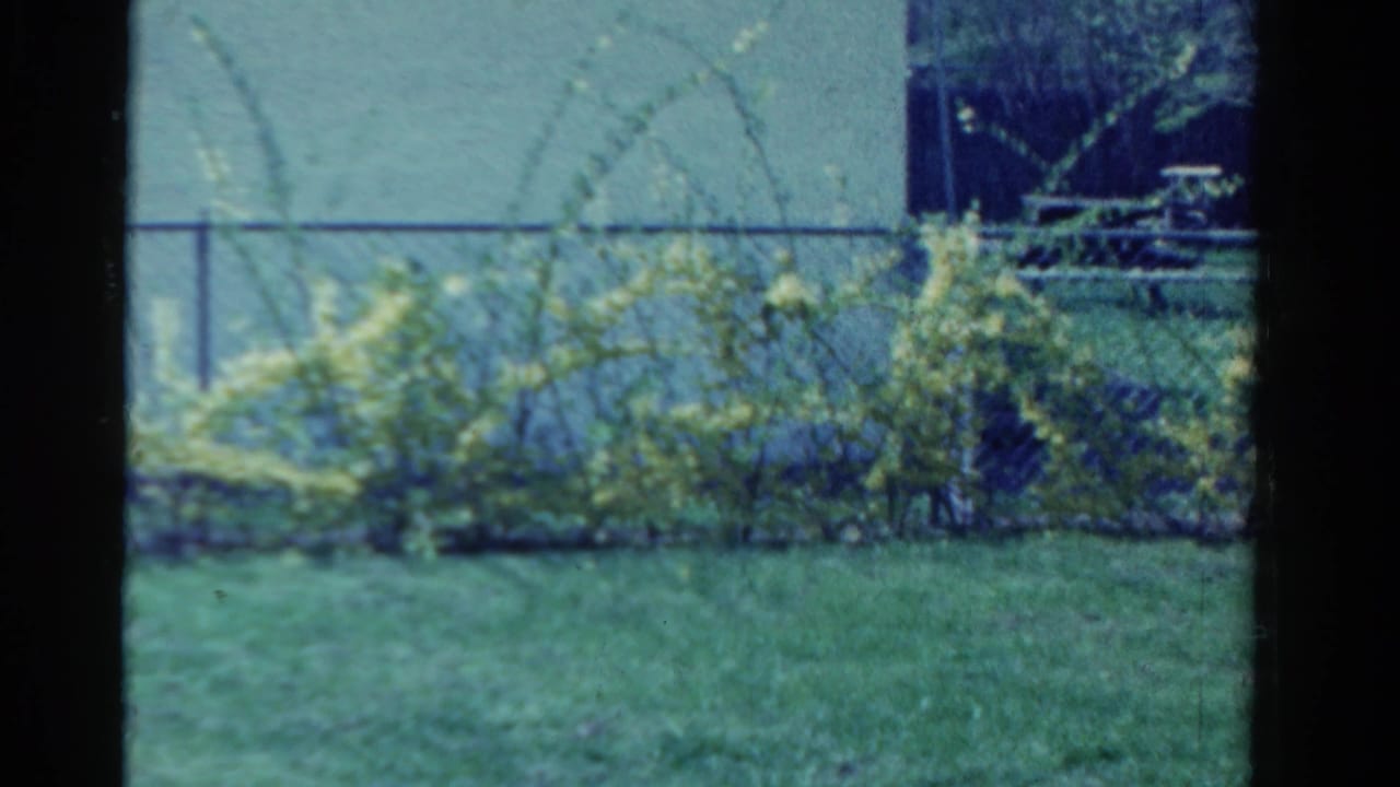 A suburban yard in Ontario shows low shrubs, grass, a chain-link fence, and a pale wall in soft 8mm color.