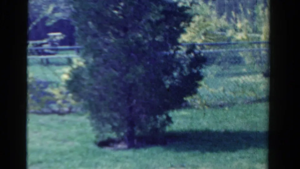A large shrub stands in a 1958 Ontario yard, with lawn, fence, and garden greenery visible in the soft 8mm frame.