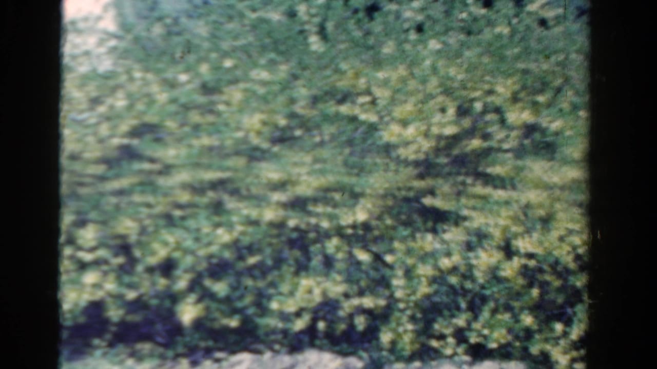 1958 Ontario 8mm home-movie frame showing dense green foliage and branches moving in wind, with dark film edges visible.