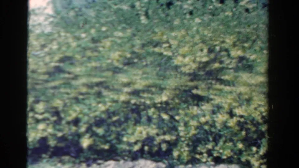 1958 Ontario 8mm home-movie frame showing dense green foliage and branches moving in wind, with dark film edges visible.