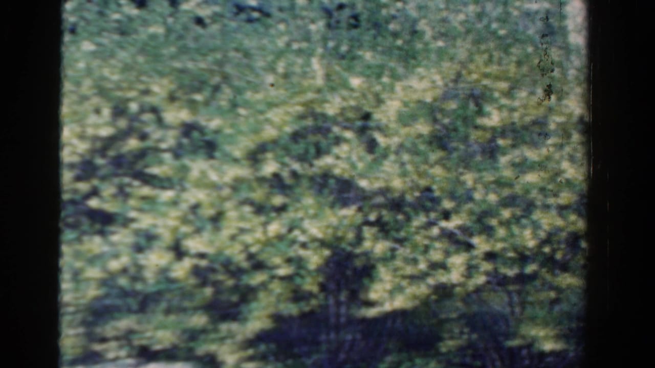 1958 Ontario 8mm frame of windblown green foliage, divided by a dark vertical edge from the film scan or frame border.