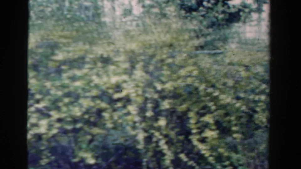 1958 Ontario 8mm home-movie frame showing blurred leafy branches and wind movement, with visible grain and dark borders.
