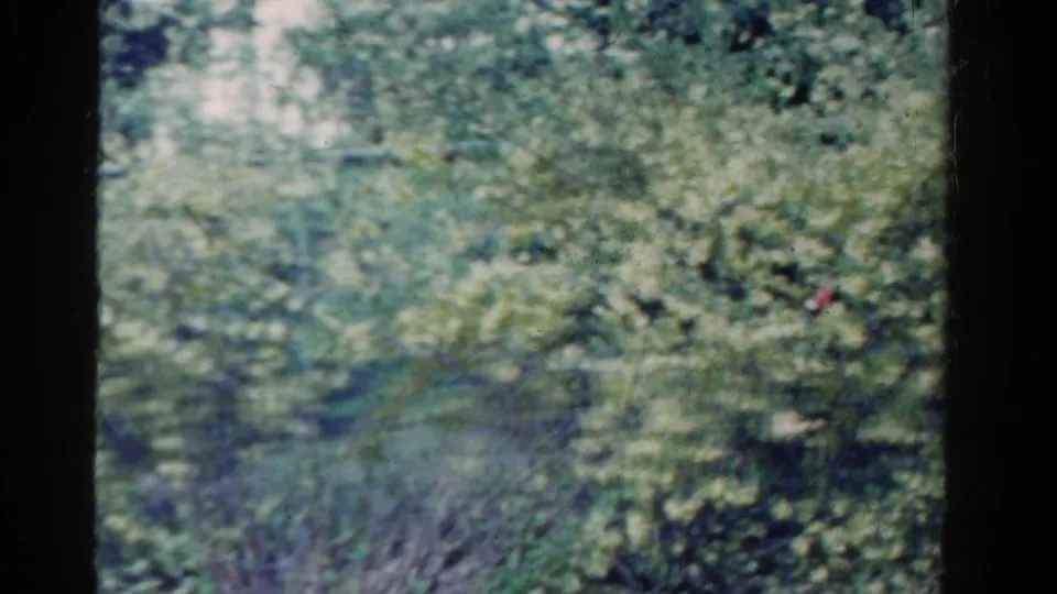 1958 Ontario 8mm frame showing dense green leaves, pale sky glimpses, and visible film wear during a windy outdoor moment.
