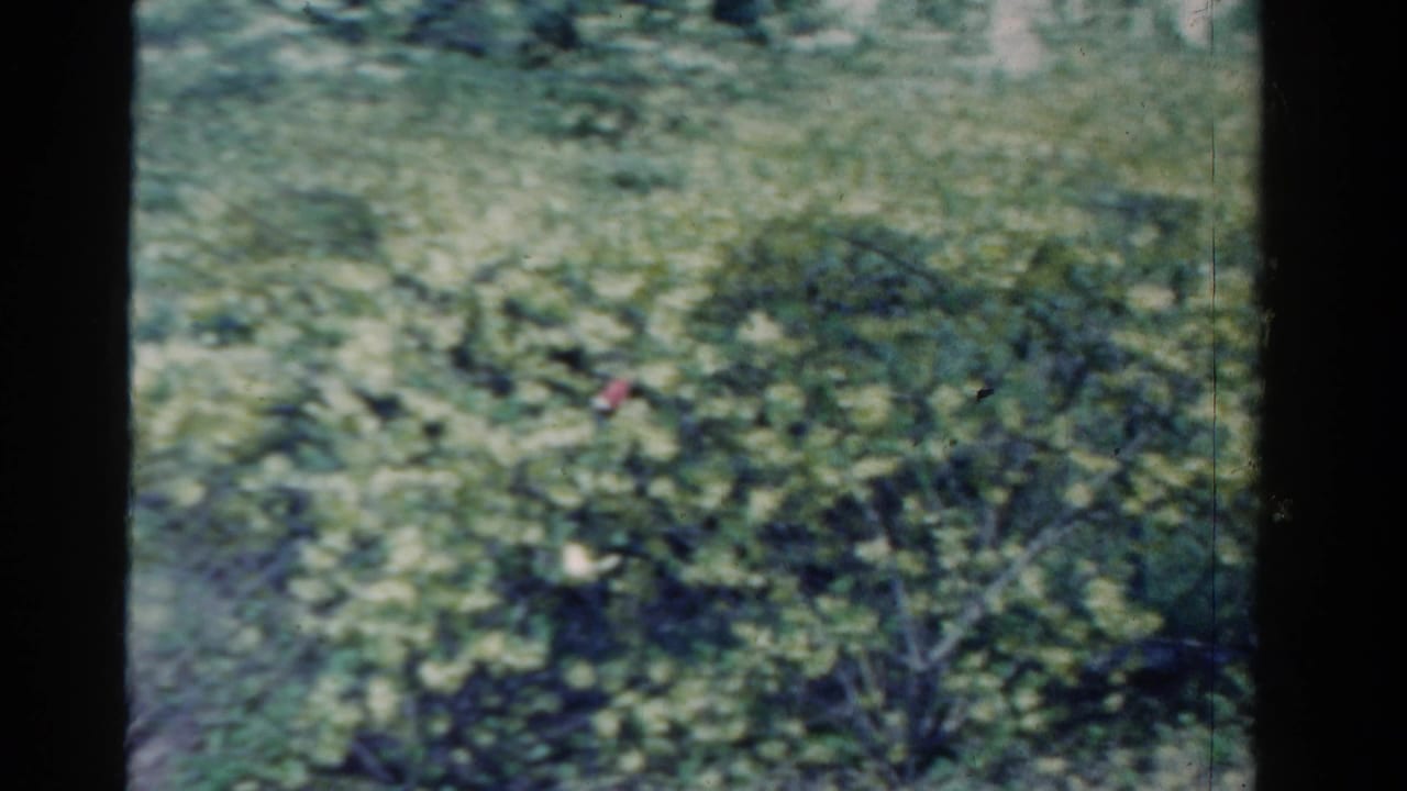 1958 Ontario home-movie frame showing dense green garden foliage with a small red object visible among the leaves.