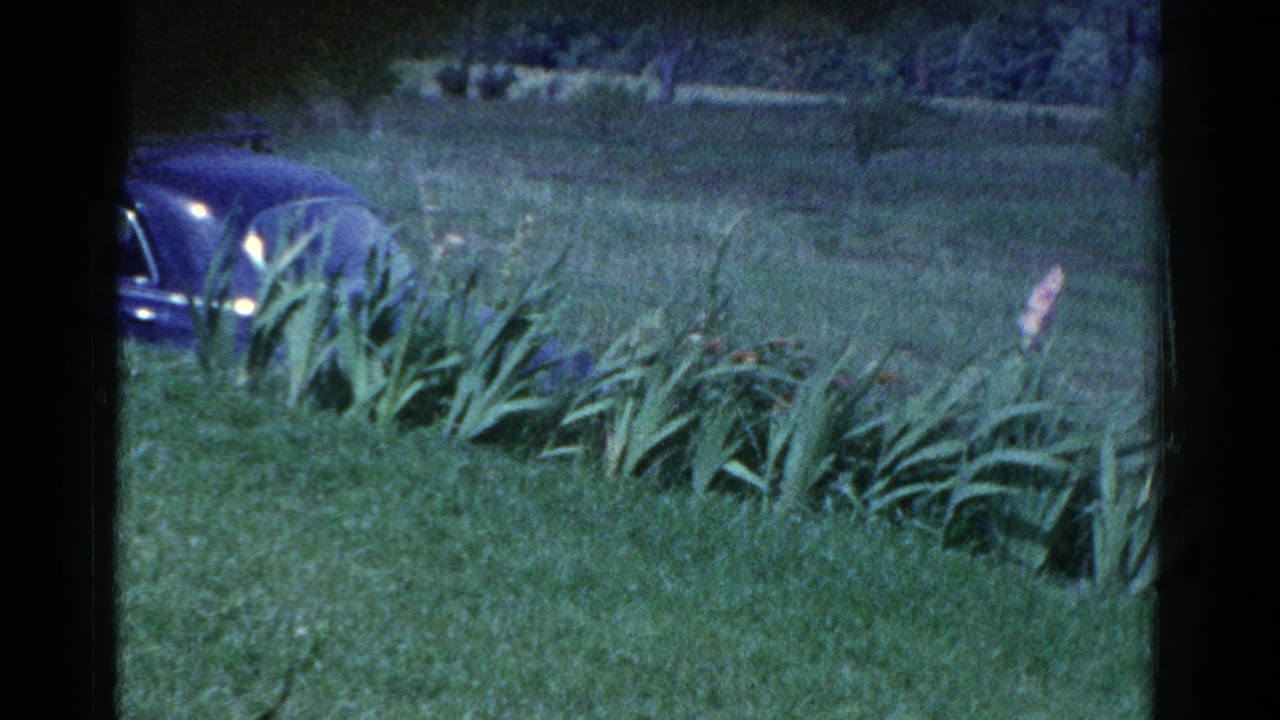 Dark car partly visible behind a green lawn and flower bed with tall leaves.