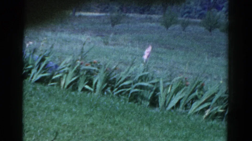 Catskill garden view on 8mm film with lawn, tall leafy plants, a pink blossom, and soft trees in the background.