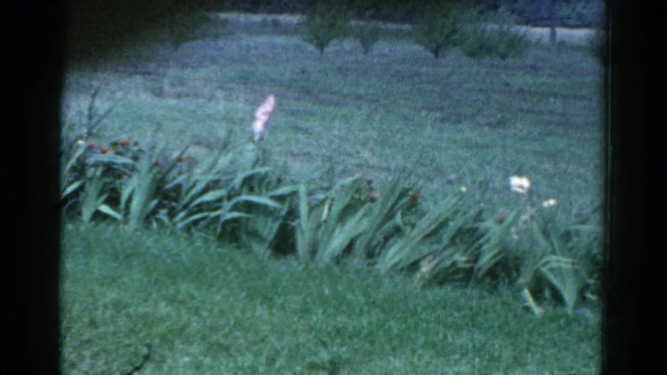 1959 Catskill home-movie frame showing a flower bed with tall leaves, pink and white blossoms, and open lawn beyond.