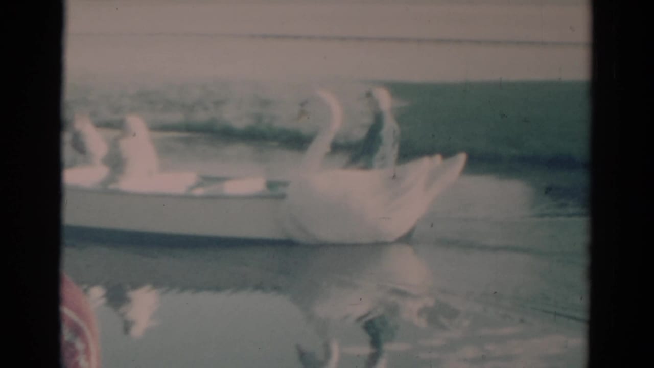 Swan-shaped paddle boat moving across calm water with riders aboard.