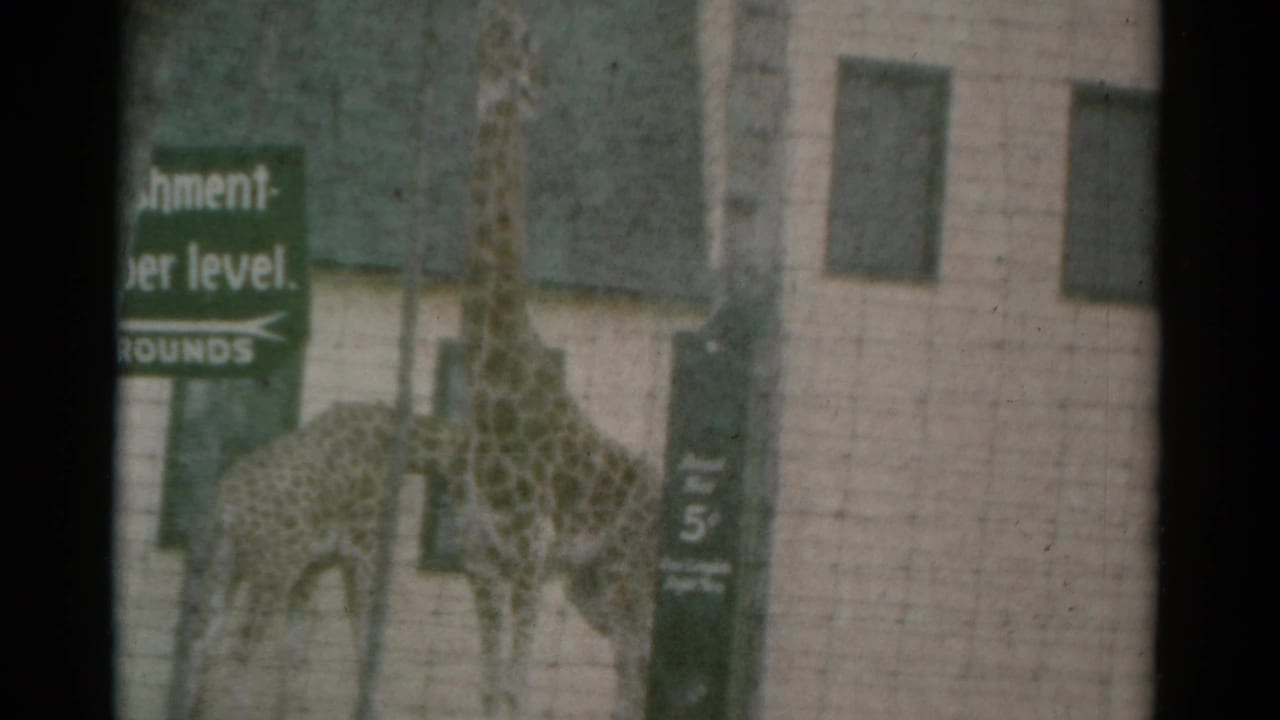Two giraffes stand behind a wire fence near green visitor signs and a pale building.
