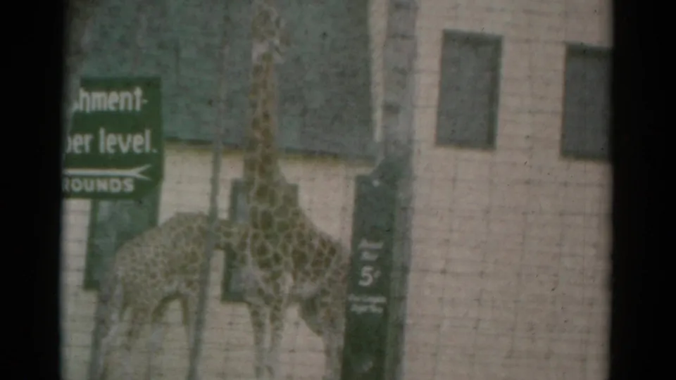 1959 Catskill-area 8mm frame of two giraffes in a fenced enclosure beside green signs and a pale building wall.