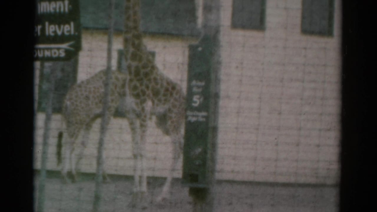 1959 Catskill-area frame showing one giraffe moving past another in a fenced enclosure with partial visitor signage.