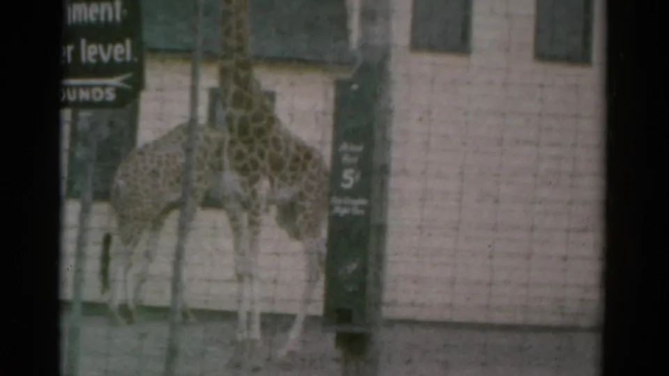 1959 Catskill-area frame showing one giraffe moving past another in a fenced enclosure with partial visitor signage.