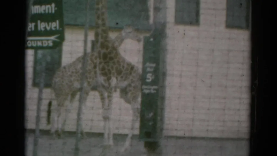 1959 Catskill-area 8mm frame of two giraffes crossing positions behind wire fencing near a pale wall and partial signage.