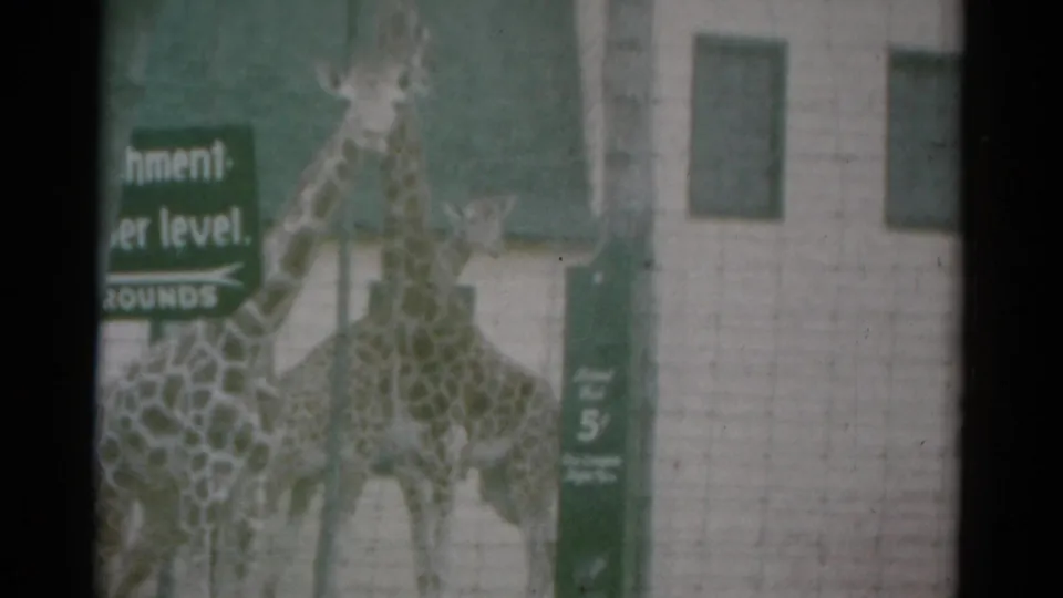 1959 Catskill-area frame with a closer giraffe in the foreground and another giraffe behind wire fencing near visitor signs.