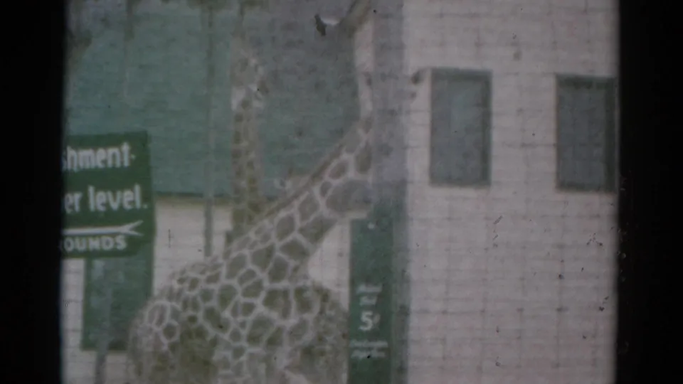 1959 Catskill Game Farm footage shows giraffes standing near green visitor signs and a pale masonry structure, partly obscured by the film frame edge.