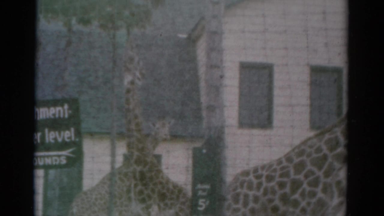 A visitor-shot 8mm frame shows giraffes at Catskill Game Farm near green directional signs and a pale building, with dark gate edges from the film scan.