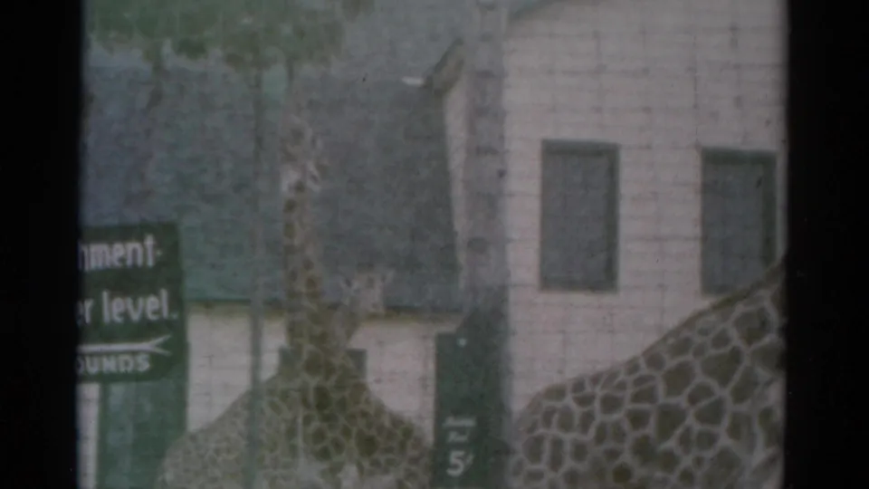 A visitor-shot 8mm frame shows giraffes at Catskill Game Farm near green directional signs and a pale building, with dark gate edges from the film scan.