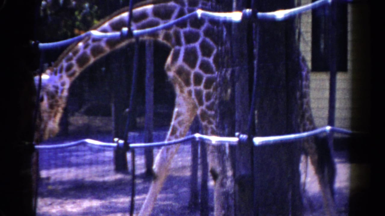 1959 Catskill, New York 8mm frame showing a giraffe moving behind wire mesh and white rail fencing near trees.