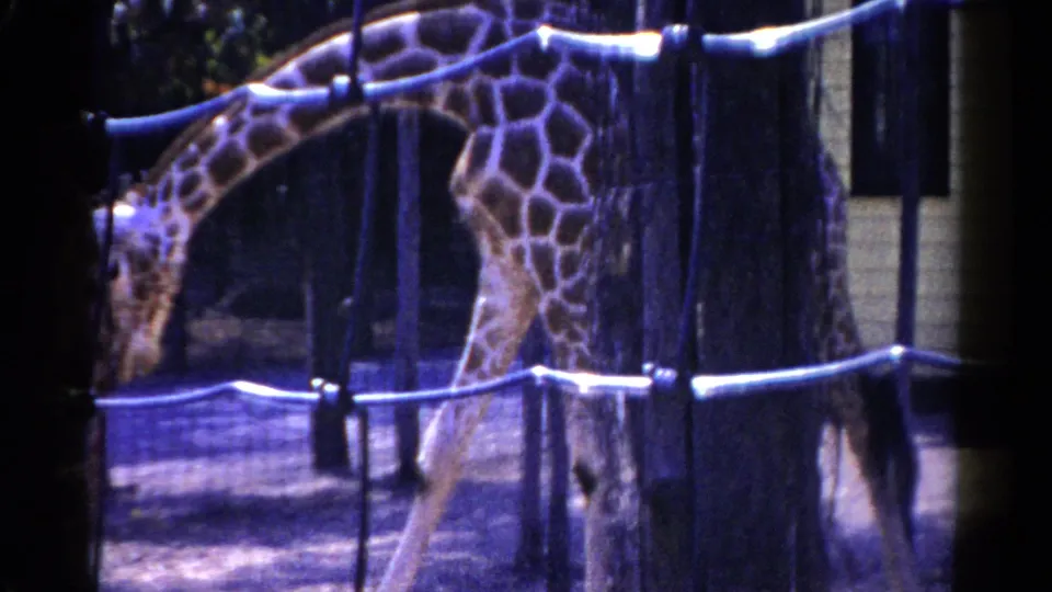1959 Catskill, New York 8mm frame showing a giraffe moving behind wire mesh and white rail fencing near trees.