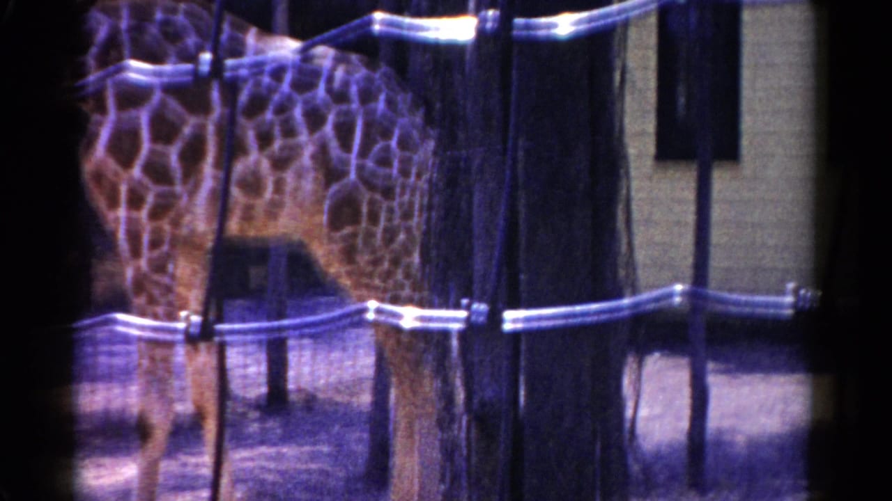 Giraffe partly obscured by wire mesh and trees inside an enclosure.