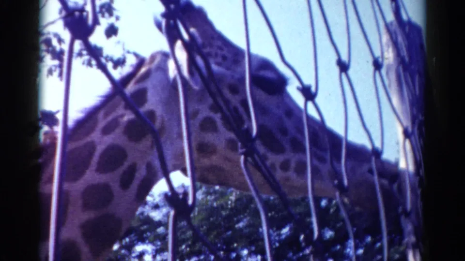 Close 1959 Catskill 8mm view of a giraffe behind wire mesh, its neck angled toward leaves against bright sky.
