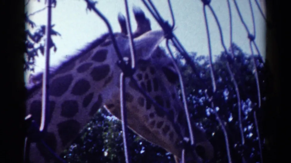 1959 Catskill zoo frame showing a giraffe behind wire mesh, its head near branches with sky and foliage beyond.