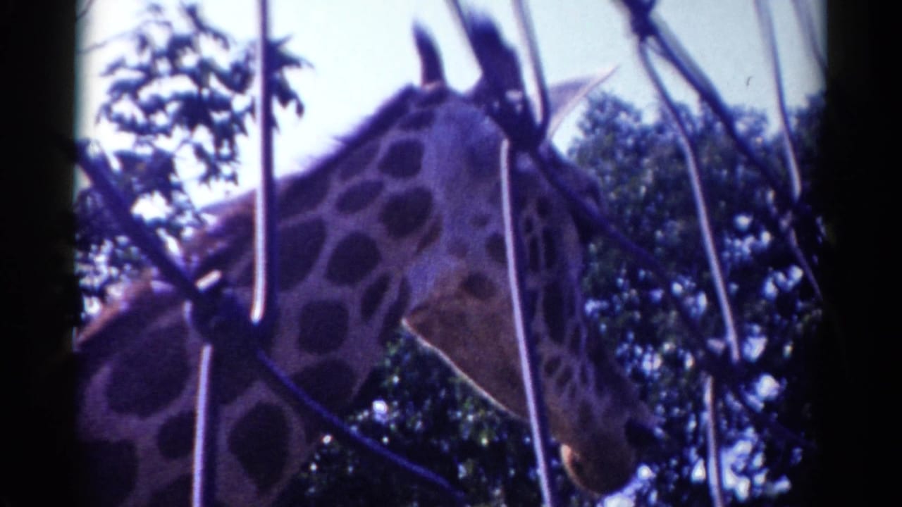 1959 Catskill 8mm frame showing a giraffe's head and spotted neck behind wire enclosure fencing.