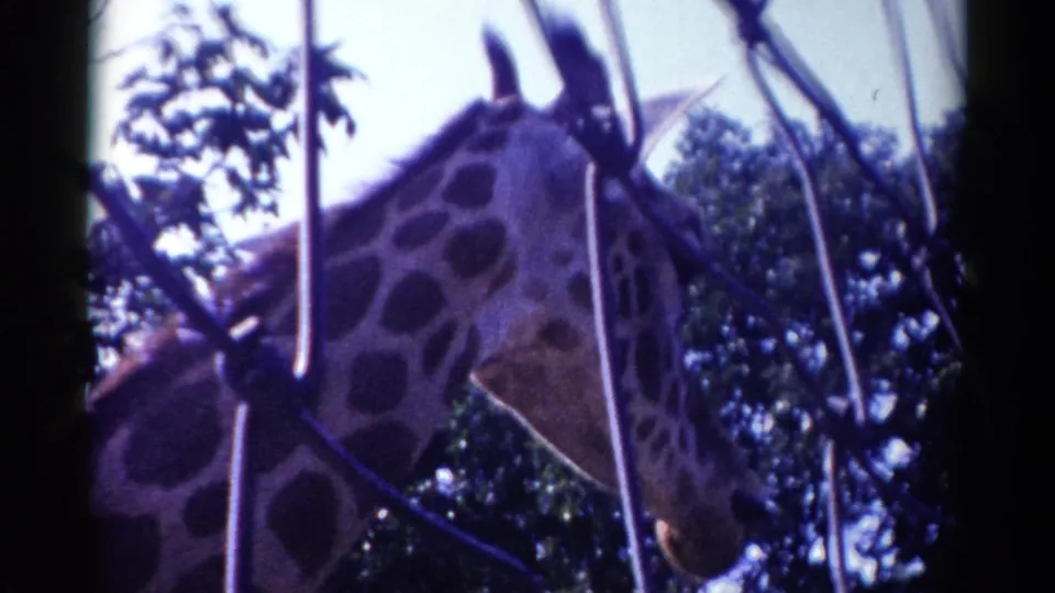 1959 Catskill 8mm frame showing a giraffe's head and spotted neck behind wire enclosure fencing.