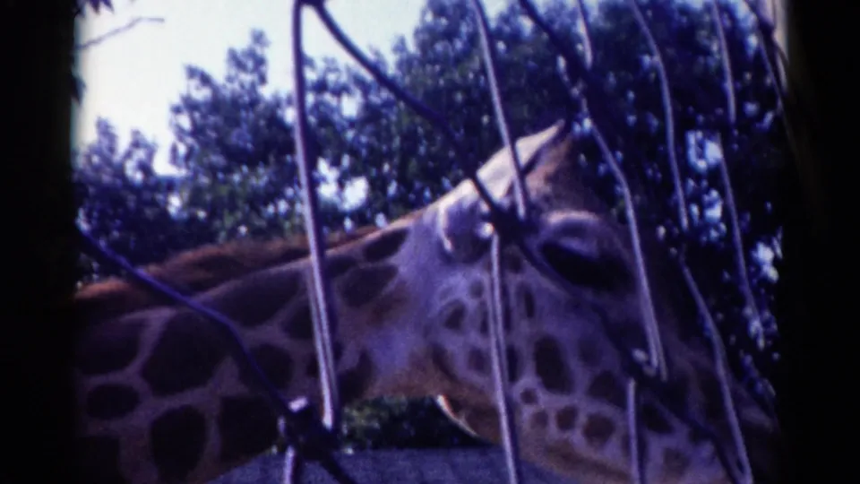 Close 1959 Catskill home-movie frame of a giraffe's face partly obscured by wire mesh fencing.