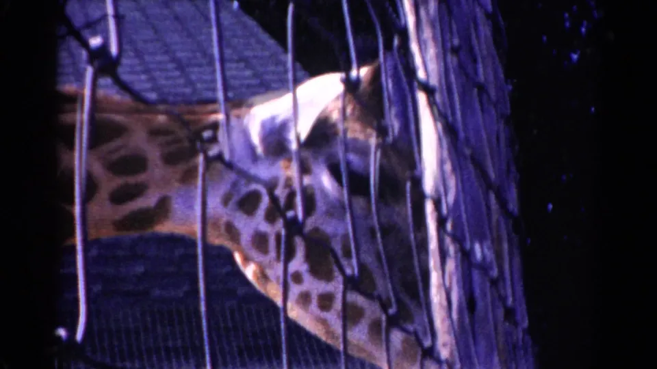 1959 Catskill 8mm frame showing the giraffe lowering its head and neck behind a wire fence.