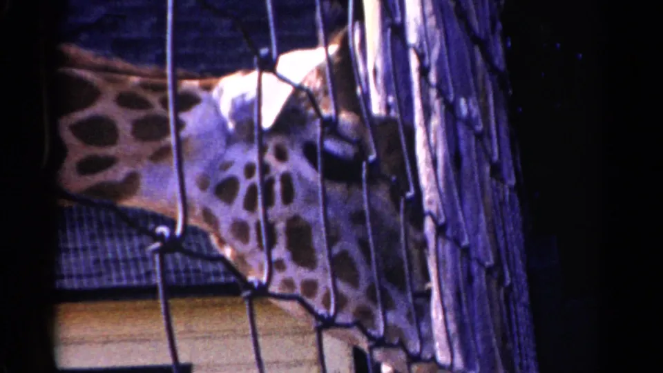 1959 Catskill frame of a giraffe bending behind wire mesh, with fencing and enclosure structure visible.