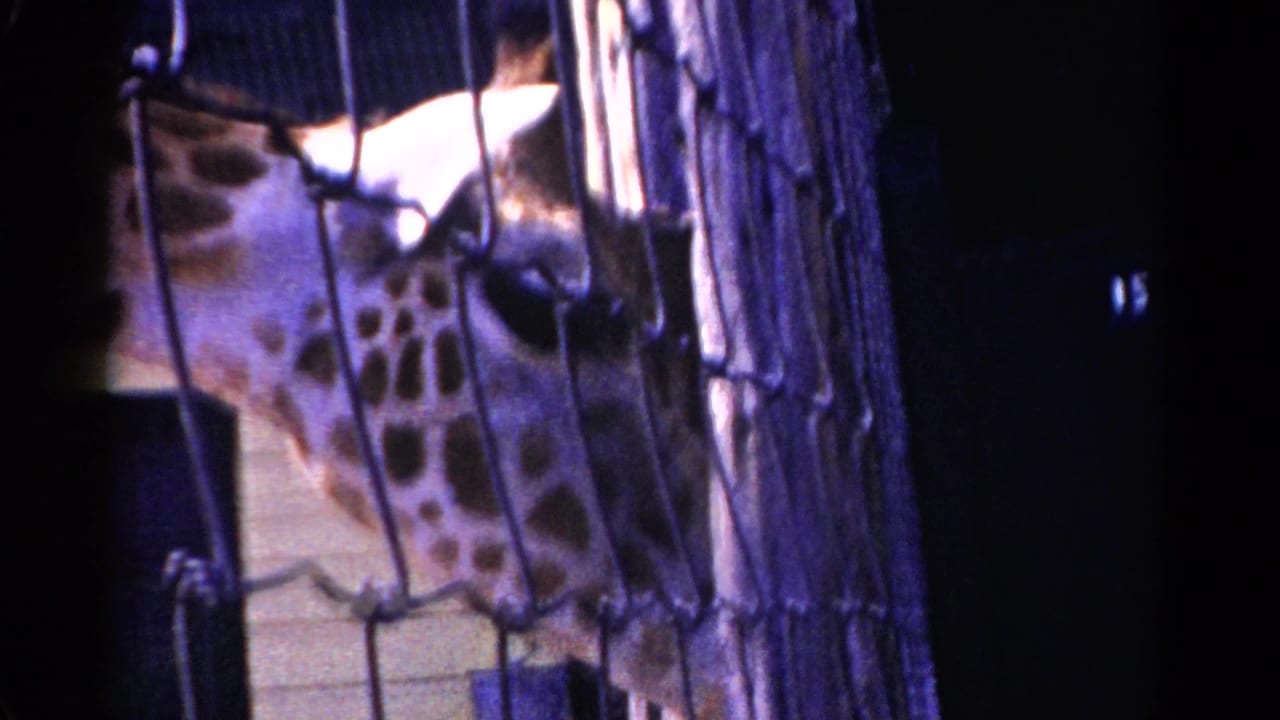 1959 Catskill, New York home-movie frame showing a giraffe partly obscured by chain-link fencing beside a pale wooden structure.