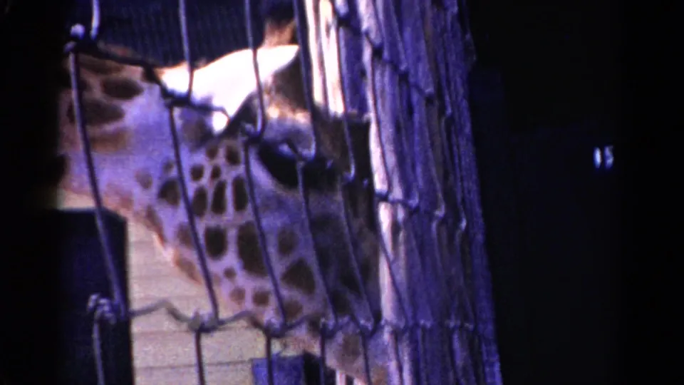 1959 Catskill, New York home-movie frame showing a giraffe partly obscured by chain-link fencing beside a pale wooden structure.
