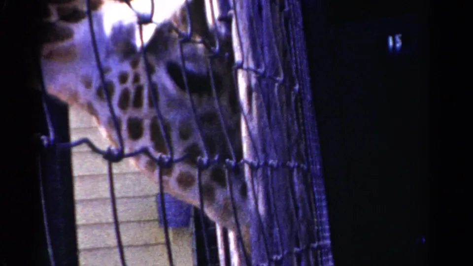 Giraffe in a Catskill, New York animal enclosure, filmed through chain-link fencing on 8mm home-movie stock in 1959.