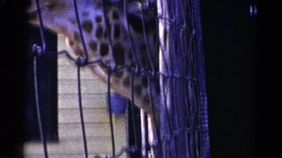 A giraffe lowers its head behind wire fencing in 1959 Catskill, New York archival home-movie footage.