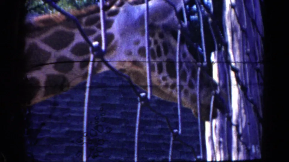 Close home-movie view of a giraffe behind a chain-link zoo fence in Catskill, New York, with heavy grain and color shift.