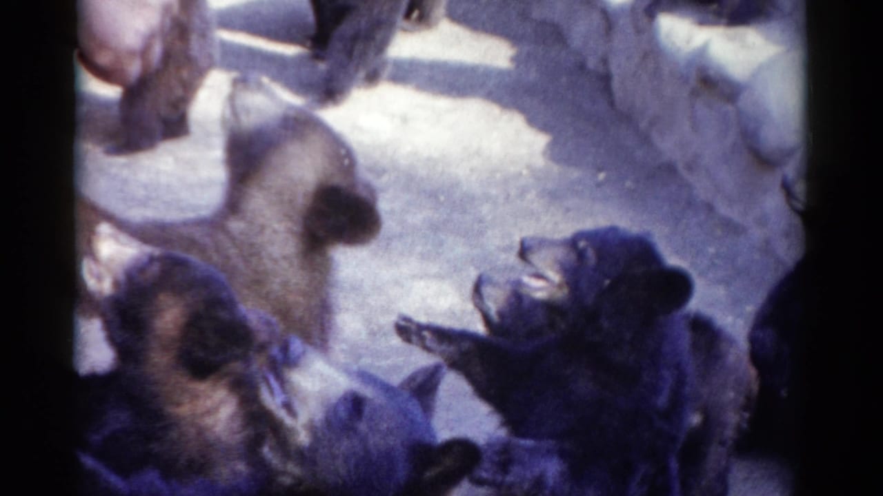 In Catskill, New York, 1959 home-movie footage, small bear cubs gather and reach upward near a visitor's hand inside a zoo enclosure.