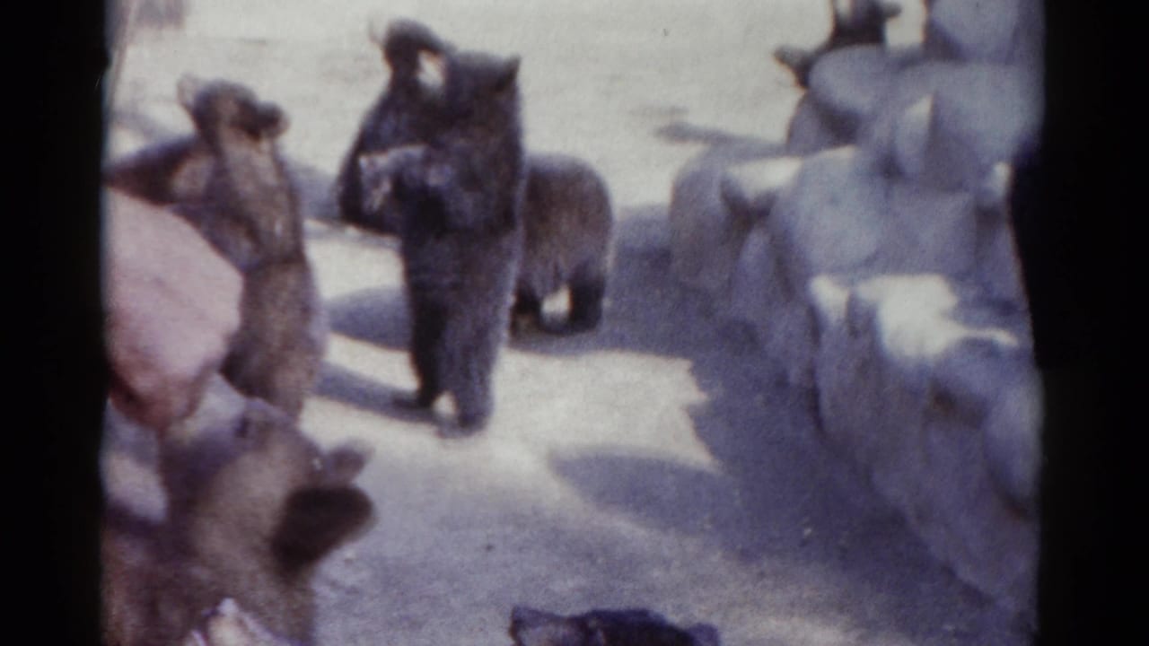 Several small bears stand on sunlit ground near rock-like enclosure walls.