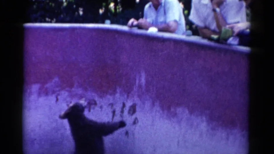 A small bear stands against a zoo enclosure wall while partially visible visitors lean over the barrier in 1959 Catskill footage.